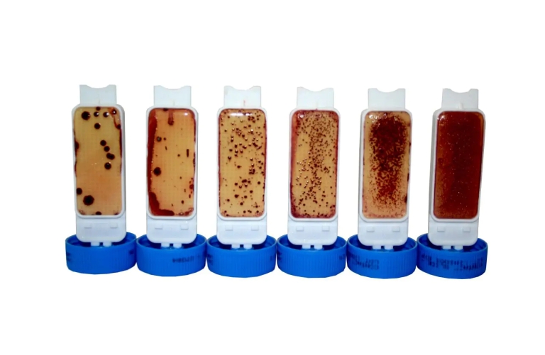 EasyCult，用于细菌分析