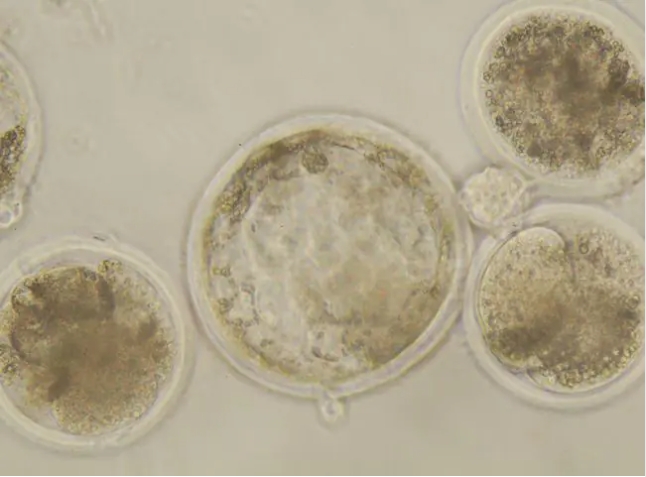 推进牛体外胚胎生产，实现更有活力的胚胎