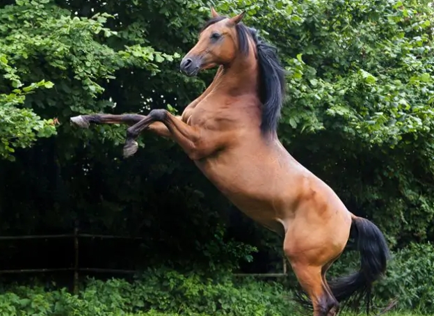 马的人工授精：影响精液质量的因素
