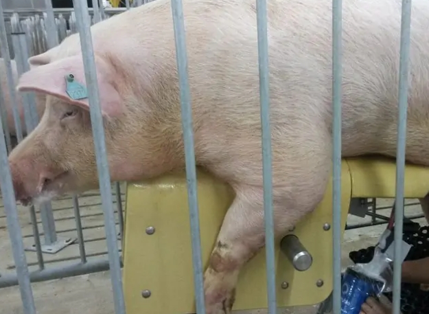 将幼公猪引入精液生产的重要步骤