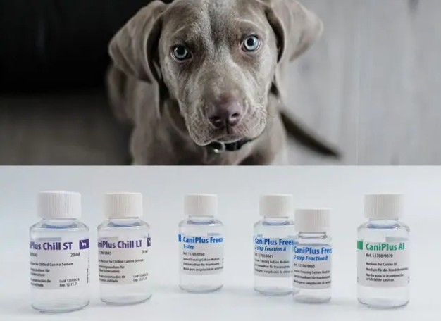 狗精液成本低、保存性能高