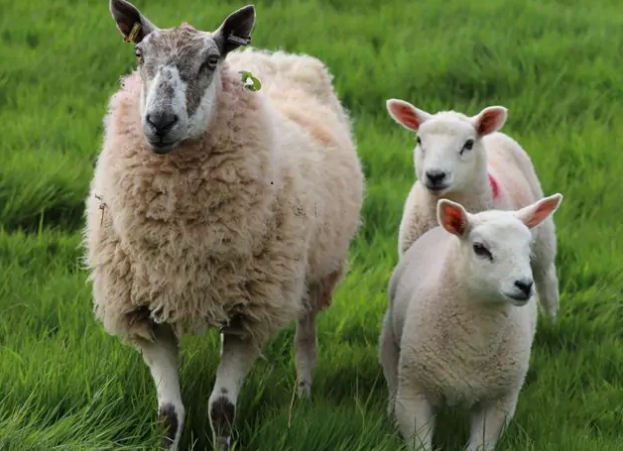 绵羊授精的完美搭配