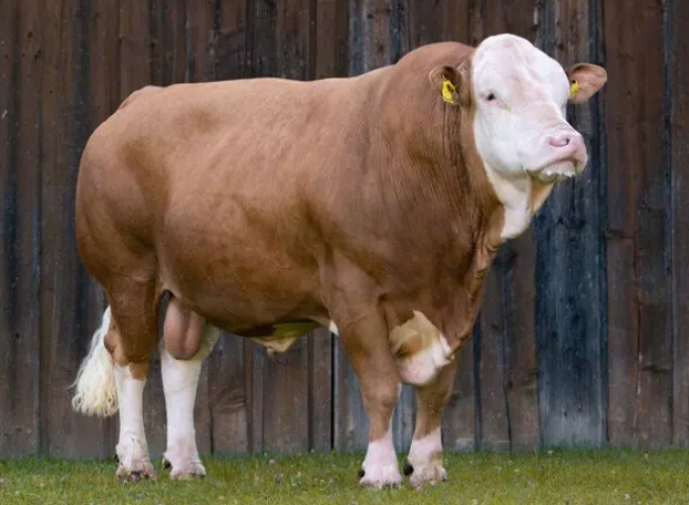 公牛的繁殖健康状况检查