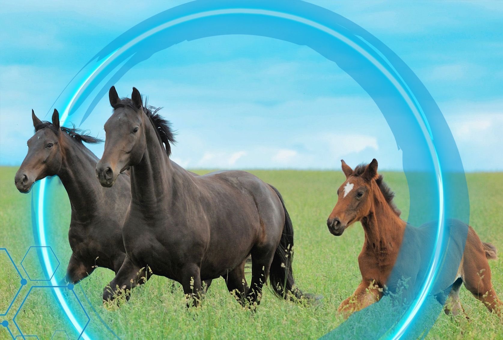 Equine Products